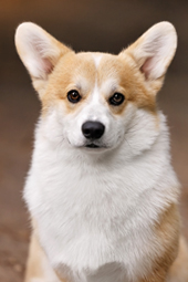 ������� ����� ����� �������