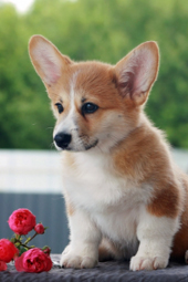 ����� ����� �������